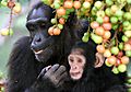Adult female and infant wild chimpanzees feeding on Ficus sur