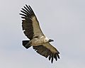 African white-backed vulture (Gyps africanus) flight - Flickr - Lip Kee