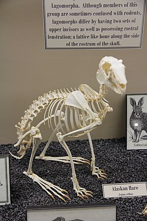 Alaskan Hare Skeleton