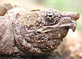 Alligator snapping turtle less than 1 year old