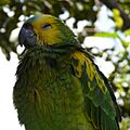 Amazona aestiva -yellow on wings-4-2c