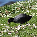 American Coot Catching a Worm