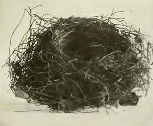 Anthornis melanocephala nest