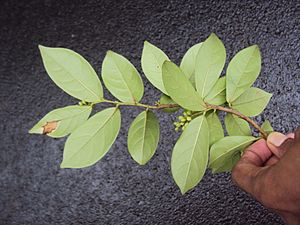 Antidesma acidum at Periya 2014 (4)