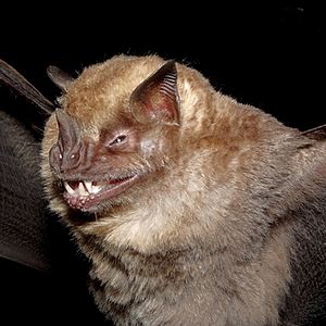 Fringed fruit eating bat Facts for Kids