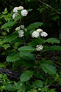 Asclepias variegata 2.jpg