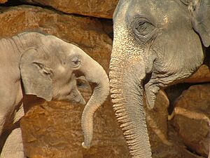 Asian Elephant and Baby