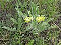 Astragalus dasyanthus habitus 1