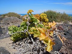 Astydamia latifolia dans les dunes de Famara