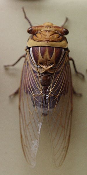 AustralianMuseum cicada specimen 34
