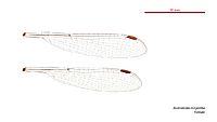 Austrolestes minjerriba female wings (33984791584)