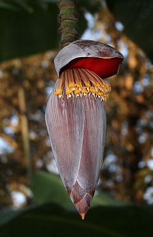 Banana flower edit2