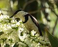 Banded Honeyeater A