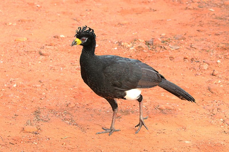 Bare-faced curassow (Crax fasciolata) male