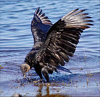 Black Vulture bathing at Myakka
