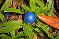 Blue Marble Closeup - Hoomaluhia Botanical Garden