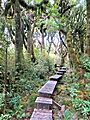 Boardwalk on Bell Track in pahautea grove