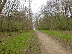 Bridleway through Old Sulehay Forest - geograph.org.uk - 153917.jpg