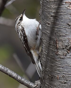 Brown Creeper (26346801916)