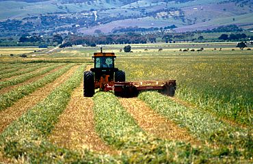 CSIRO ScienceImage 4569 Cutting hay at Aldinga south of Adelaide in South Australia 1992.jpg