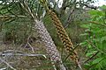 Callistemon linearis capsules old and new (8349175974)