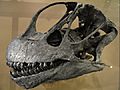 Camarasaurus lentus skull cast - Natural History Museum of Utah - DSC07235