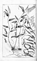 Cantharifera - Herbarium amboinense (1747)
