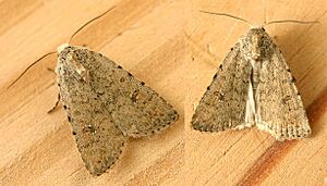 Caradrina (Paradrina) clavipalpis01