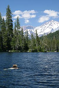 Castle Lake (California) - swimmer with Mt. Shasta (332269890)