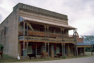 Cattle on the verandah of the Thorps building in Ravenswood 1985