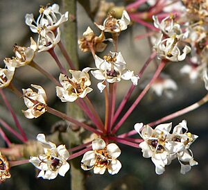 Ceanothus crassifolius 4