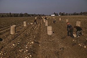 Child Laborers in a Maine field (1940)