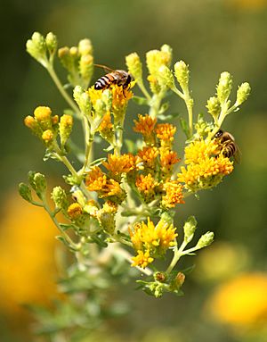 Coast goldenbush bees