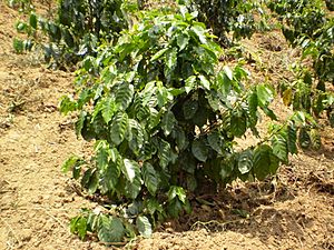 Coffee tree arabica
