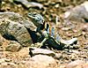Collared lizard in Zion National Park.jpg