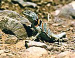 Collared lizard in Zion National Park