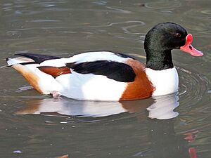 Common Shelduck (Tadorna tadorna) at Sylvan Heights.jpg