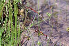 Common darter dragonflies (sympetrum striolatum) two pairs ovipositing