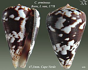 Conus ermineus 2