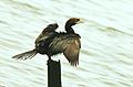 Cormorant in Western Ghats
