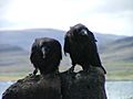 Corvus corax jouveniles