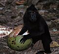 Crested Macaque Macaca nigra (7911419924)