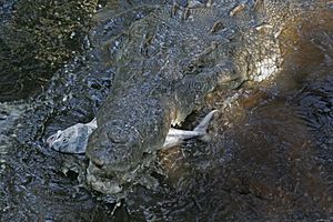 Crocodylus acutus feeding