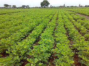 Cultivation of peanut crop in Junagadh region of Western India