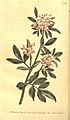 Curtis's botanical magazine (No. 742) (8448634496)