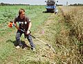 Cutting Thinopyrum intermedium plants with a hedge trimmer