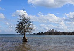 Cypress tree - Lake Marion - Indian Bluff Park - Eutawville, SC, USA