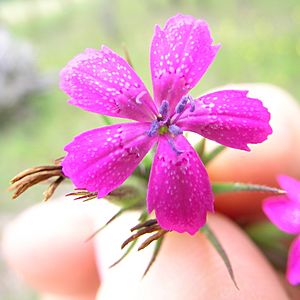 Dianthus armeria flower6 (13834439933)