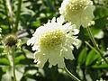 Dipsacus pilosus0