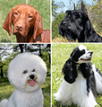 Dog coat variation
